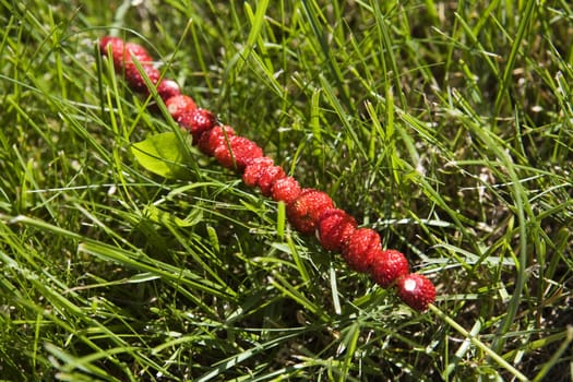 Wild Strawberries on a straw