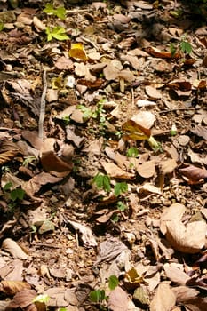 Fallen leaves in autumn