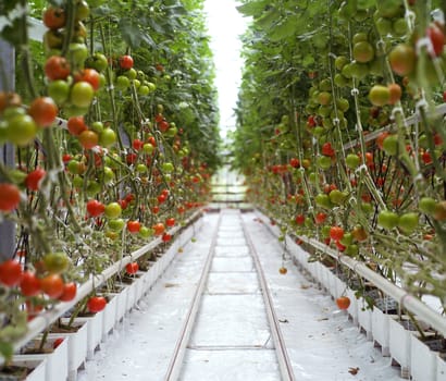 Rows of Tomatoes in a Greenhouse