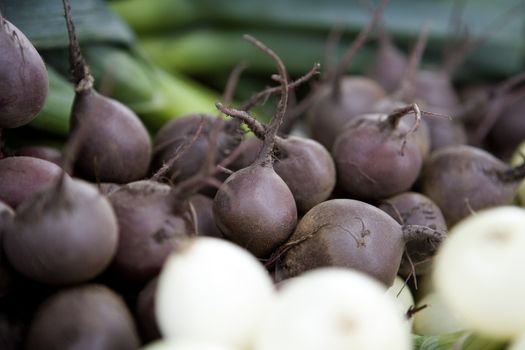  Large group of Root Beats with selective Focus