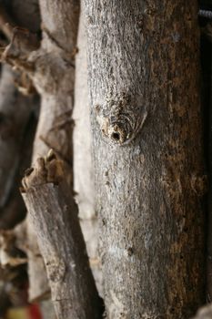 Tree bark details