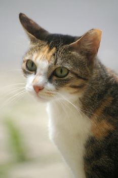 A cat with sharp eyesight