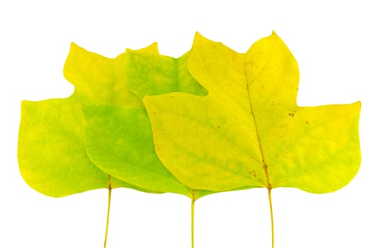 three bright yellow autumntulip tree leaves isolated on white background