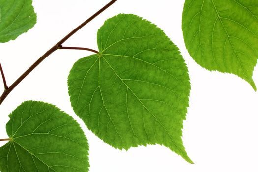 Linden leaf isolated on white