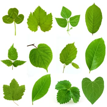 Collection of green leaves isolated on white