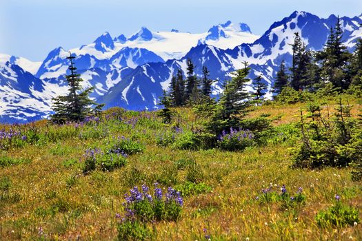 Purple Lupine Wildflowers Evergreens Snow Mountains Hurricane Ridge Olympic National Park Washington State Pacific Northwest