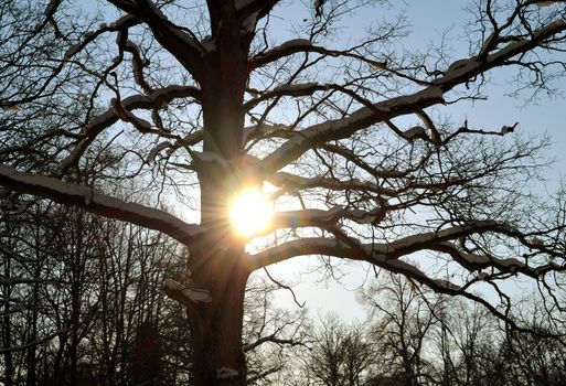 Sun penetrate through snowy branches of centuries old oak in winter. Beautiful natural background.