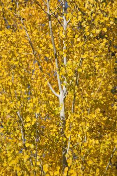 Yellow Gold Aspen Tree Leaves Close Up Fall Colors Leavenworth Washington, October 10, 2008