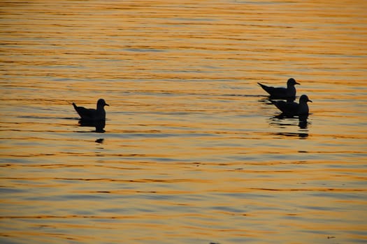 Three seagulls at sunset