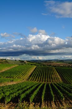 a tipycal tuscan landscape in a beautiful summer day