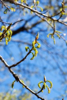 branches of spring wood background