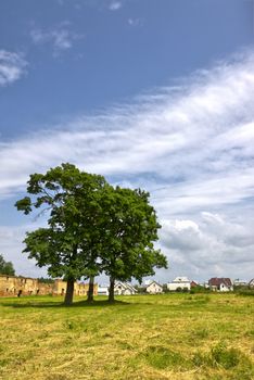 country landscape with big trees