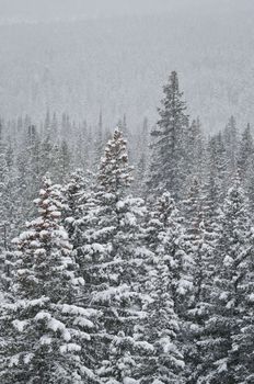 Dense forest of spruce and fir trees during a snowstorm, Gallatin National Forest, Montana, USA