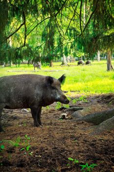 wild boar in natural habitat