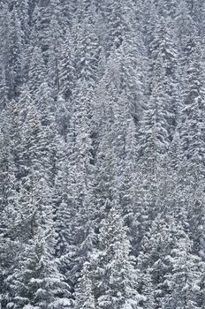 Dense forest near Langhor Creek covered with fresh snow, Gallatin National Forest, Montana, USA