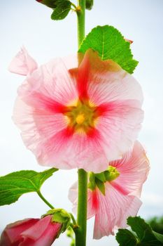 mallow flower on stalk, closeup