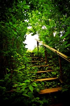 wooden staircase in a forest thicket