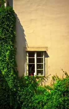 window on yellow wall with ivy