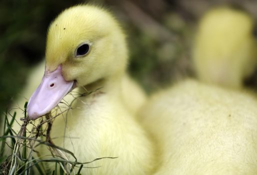 A little duckling eating grass