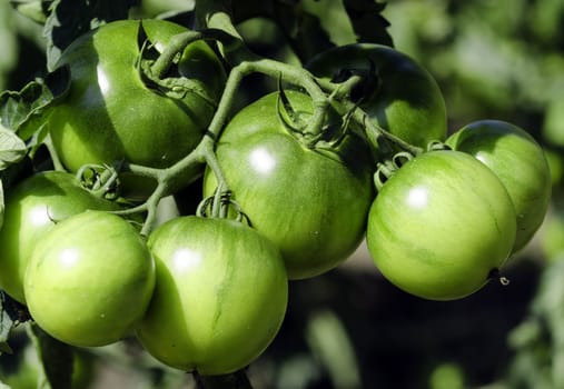 green tomatoes in a garden