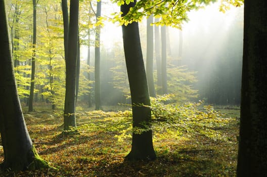 autumnal atmosphere in the forest