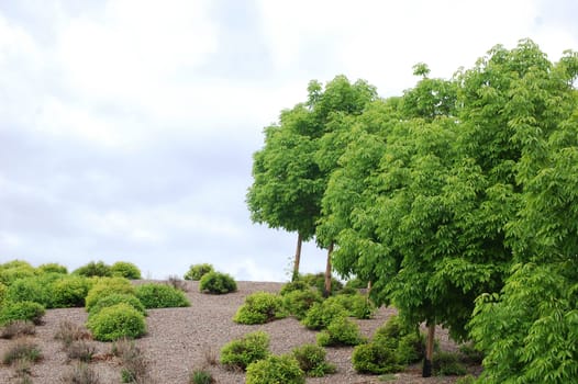 Tree and brush background