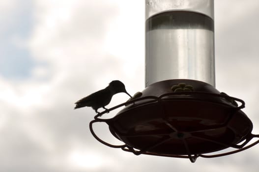 Hummingbird in shadow background