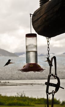 Hummingbird approaches feeder