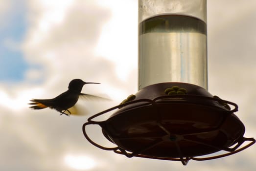 Hummingbird Approaches Feeder
