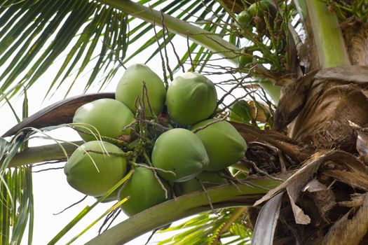 Close up  coconut with a bunch on tree