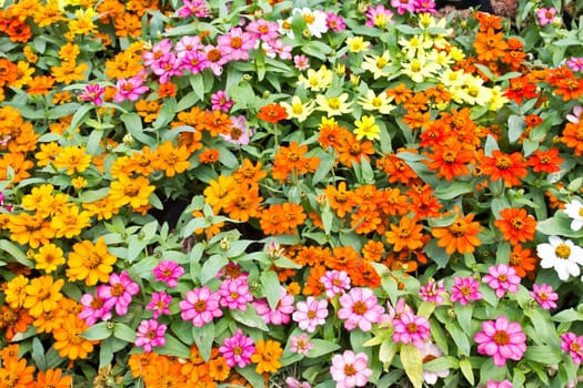 Colorful chrysanthemum flowers in garden