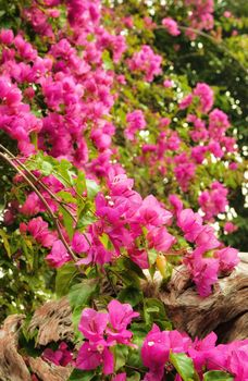 beautiful pink flowers in the morning sun