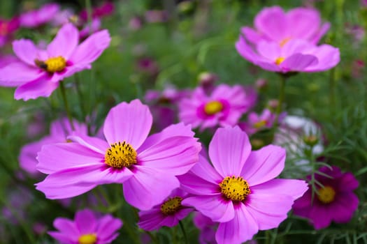 Cosmos flowers on spring background