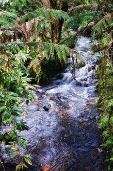 beautiful little stream or river going through the rainforest