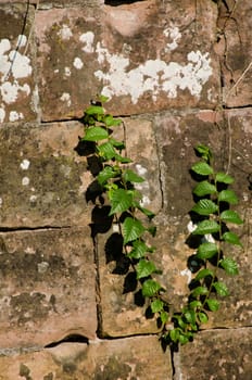 small tree in a crevice of wall
