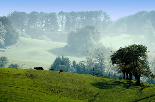 landscape of the green countryside