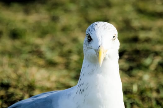 the eyes of the seagull