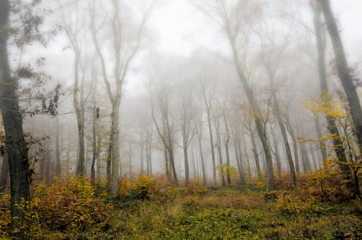 the  autumn forest in the mist