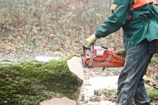 the  lumberjack and the forest