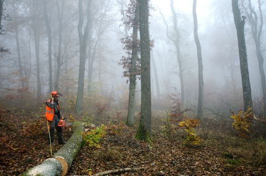 the  lumberjack and the forest