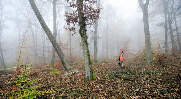 the  lumberjack and the forest