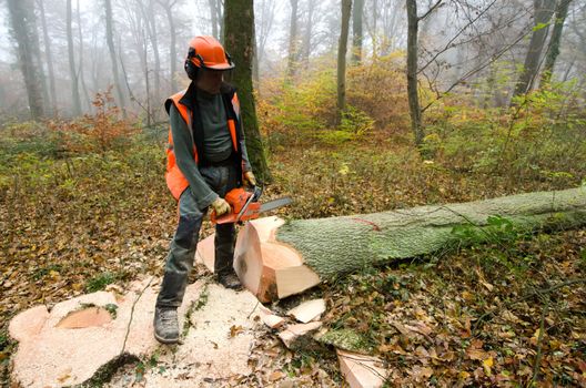 the  lumberjack and the forest