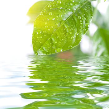 green leave at the water with reflection