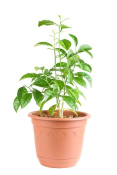 Orange Tree without fruits isolated on a white background
