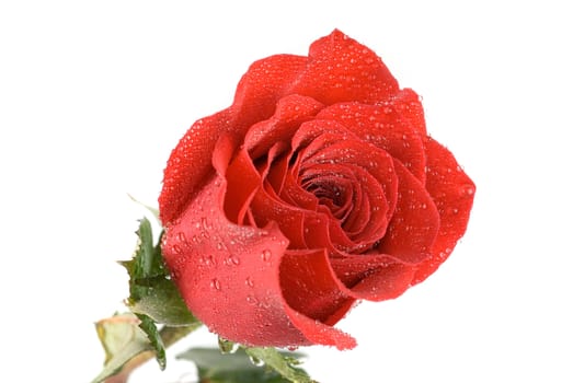 red rose flower closeup isolated on a white