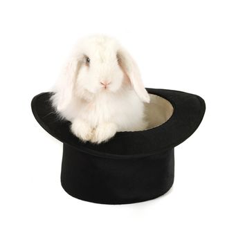 White rabbit at black hat isolated on a white background