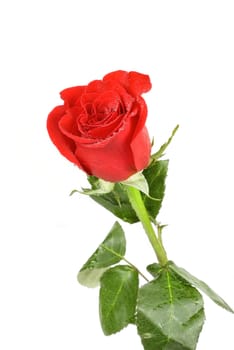 red rose flower isolated on a white