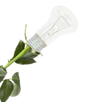 rose bulb flower isolated on a white