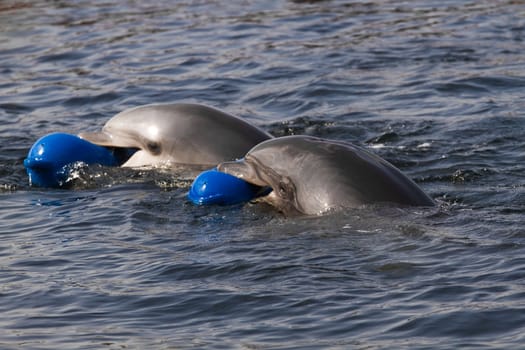 Two Bottlenose dolphins or Tursiops truncatus having fun playing in the water