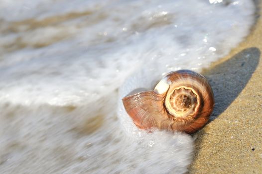 shell on beach with waves